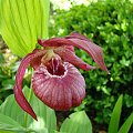 Cypripedium x ventricosum