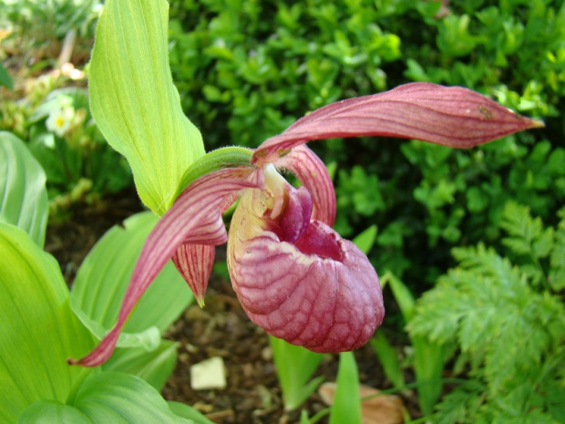 Cypripedium x ventricosum