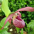 Cypripedium x ventricosum