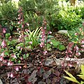 Heuchera 'Petite Pearl Fairy'