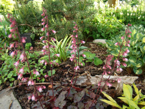 Heuchera 'Petite Pearl Fairy'