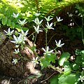 Saxifraga rotundifolia