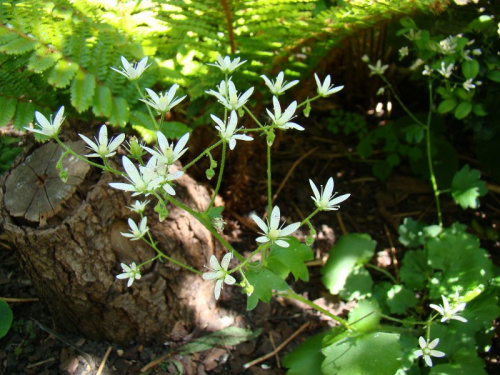 Saxifraga rotundifolia