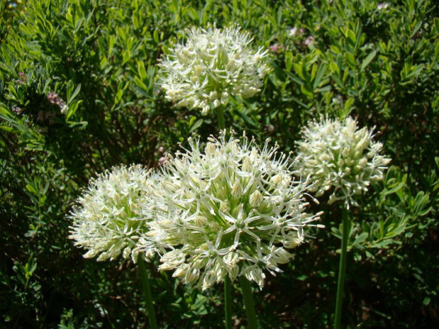 Allium 'Mont Blanc'