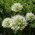 Allium 'Mont Blanc'