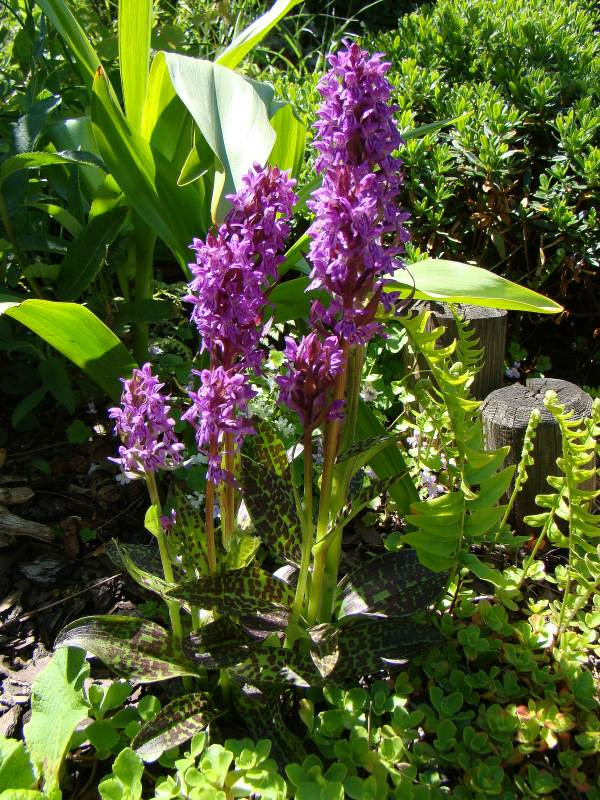 Dactylorhiza majalis