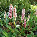 Polygonum affine 'Donald Lowndes'