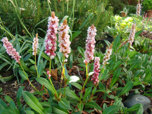 Polygonum affine 'Donald Lowndes'