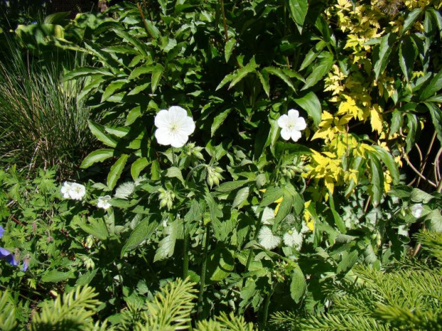 Geranium maculatum f. albiflorum