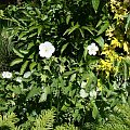 Geranium maculatum f. albiflorum