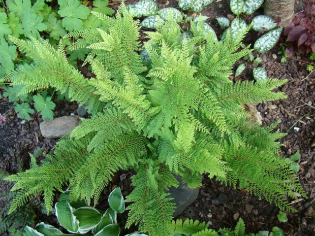 Polystichum setiferum 'Grandiceps'