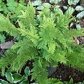 Polystichum setiferum 'Grandiceps'