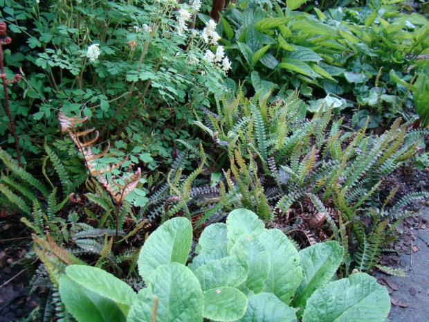 Blechnum penna-marina