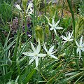 Anthericum liliago