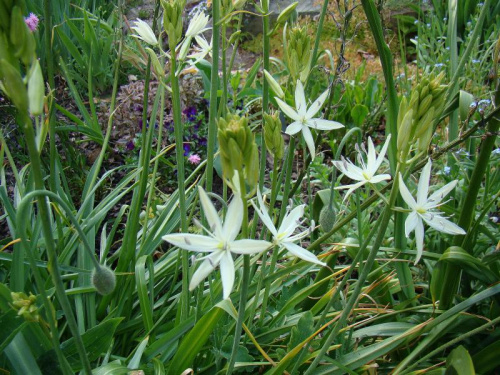 Anthericum liliago