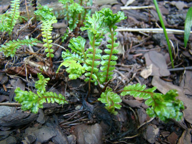 Blechnum penna-marina 'Cristata'