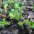 Blechnum penna-marina 'Cristata'