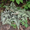 Athyrium niponicum var.pictum 'Red Beauty'