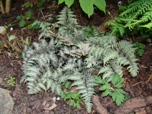 Athyrium niponicum var.pictum 'Red Beauty'