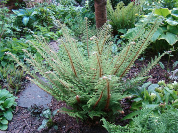 Polystichum setiferum