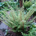 Polystichum setiferum