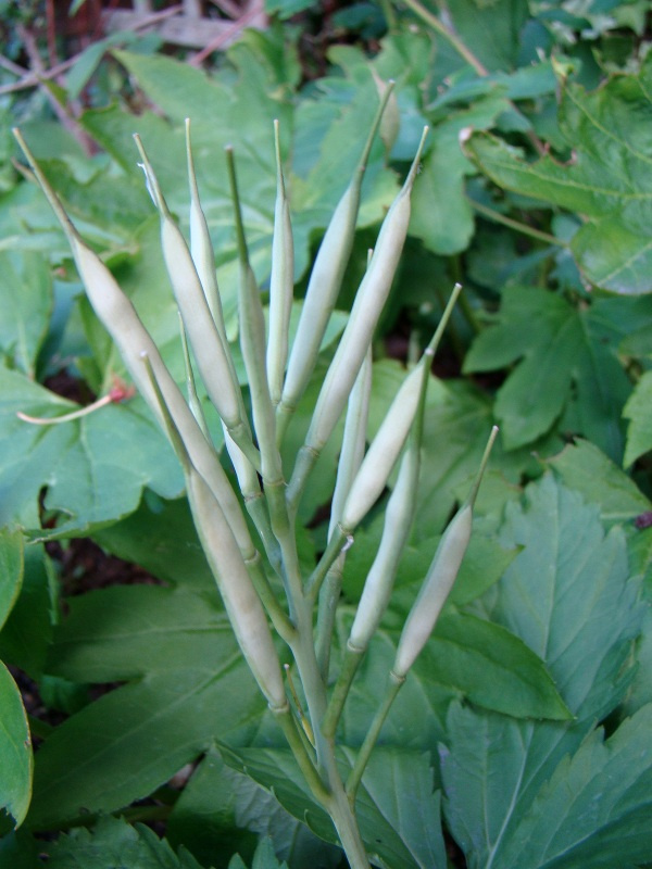 Cardamine enneaphyllos