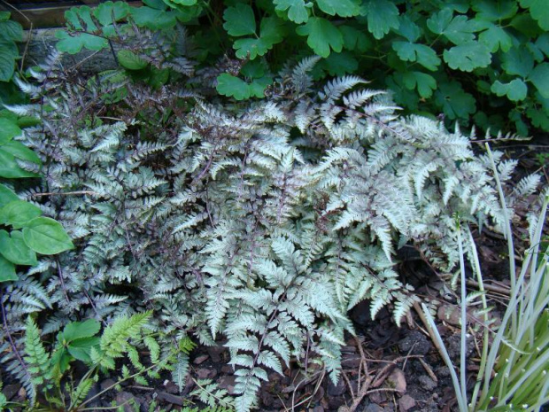 Athyrium niponicum var.pictum