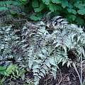 Athyrium niponicum var.pictum