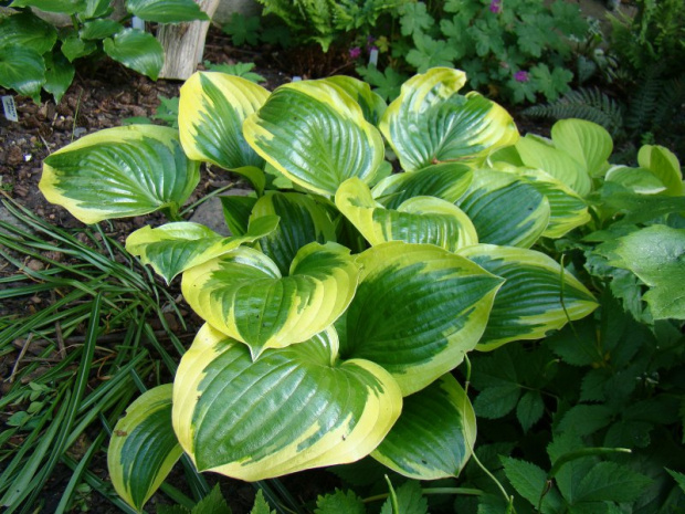 Hosta 'Queen Josephine'