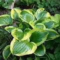 Hosta 'Queen Josephine'