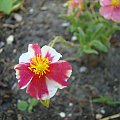 Helianthemum 'Raspery Ripple'