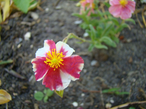 Helianthemum 'Raspery Ripple'