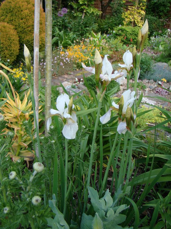 Iris sibirica