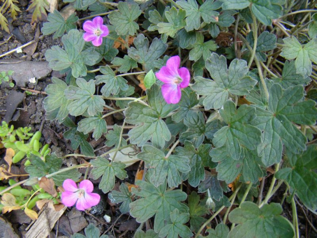 Geranium 'Bremmery' ORKNEY CHERRY