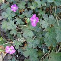 Geranium 'Bremmery' ORKNEY CHERRY