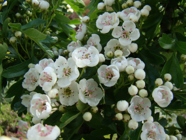 Crataegus monogyna 'Compacta'