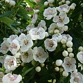 Crataegus monogyna 'Compacta'