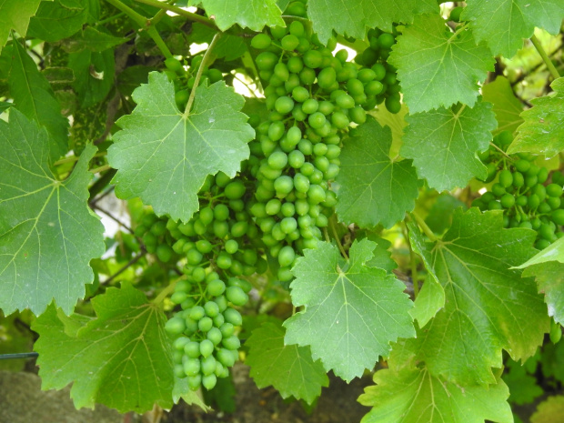 Sauvignon Ruytos