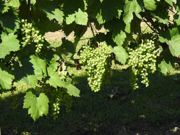 Negru de Dragasani grona