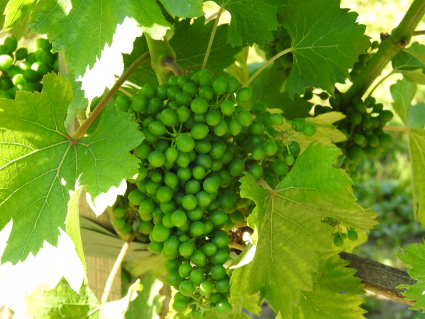 Sauvignon Maris