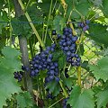 Muscat Bleu