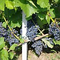 Cabernet Cantor