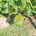Sauvignon Kretos