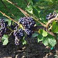 Zweigelt Signum