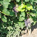 Negru de Drahasani