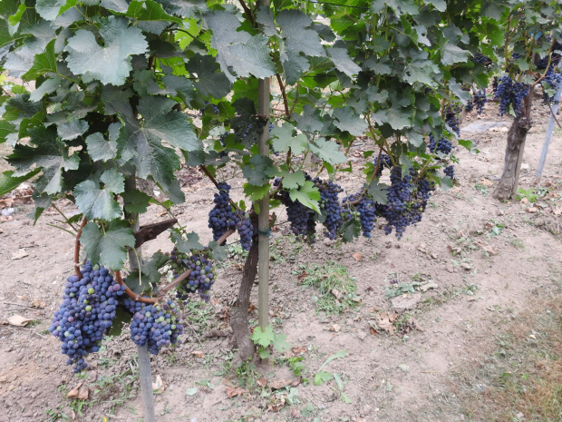Merlot