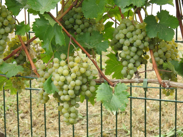Pannonia